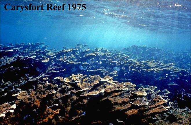 Reef time series - Carysfort Reef, Florida Keys, 1975. © Philip Dustan